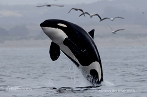 Killer Whale photo by daniel bianchetta
